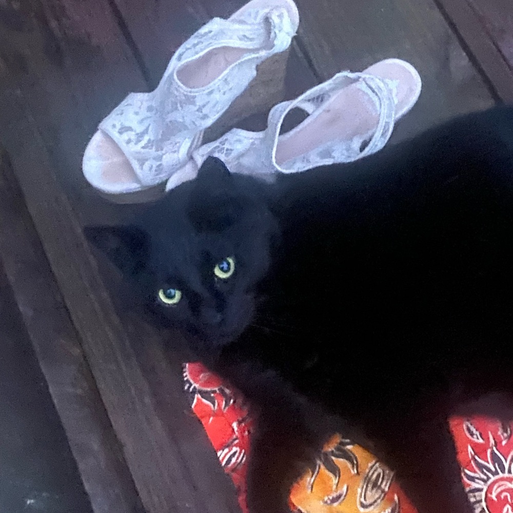 all shoes meowatter!